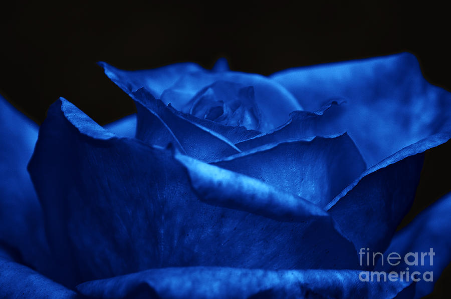 Blue Rose Photograph by Clayton Bruster