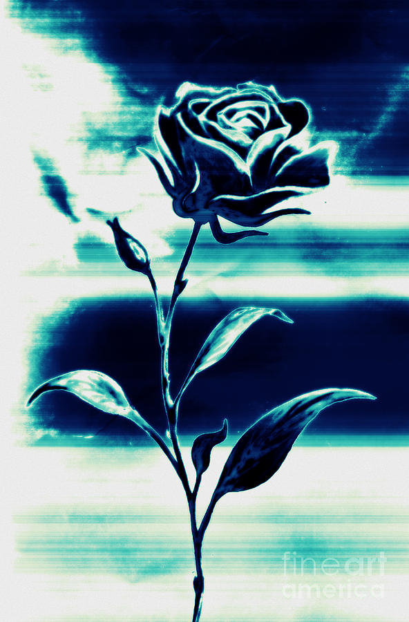 Rose Photograph - Blue Rose by Dolly Mohr