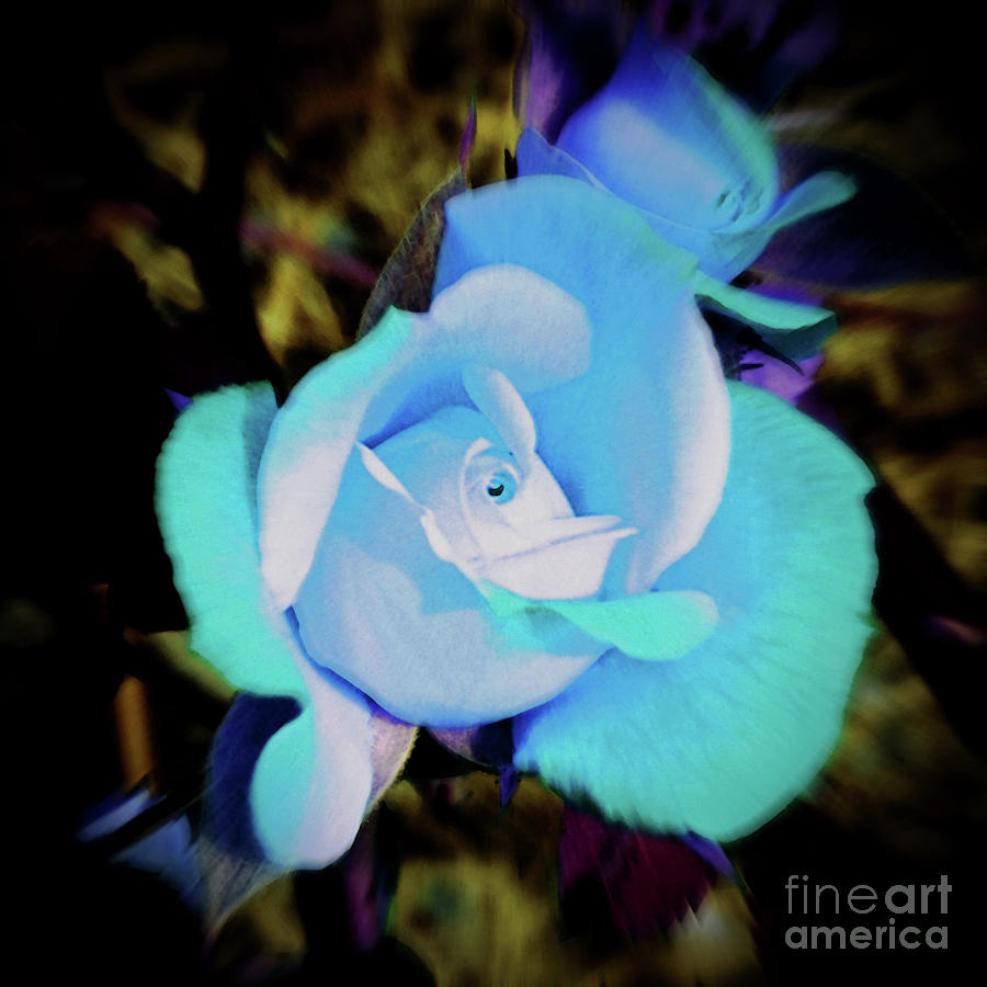 Blue Rose Photograph