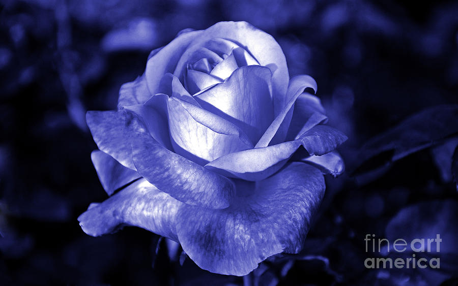 Blue Rose Photograph by Frank Larkin