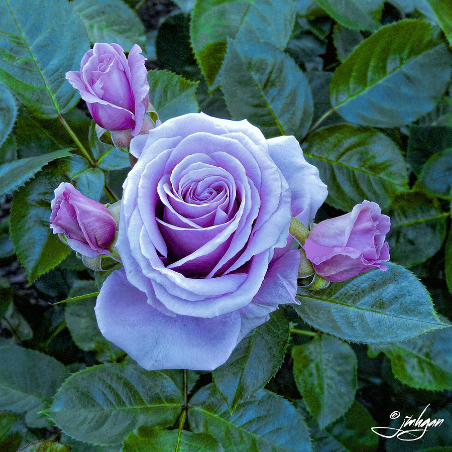 Blue Rose from New Zealand Photograph by Jan Hagan - Fine Art America