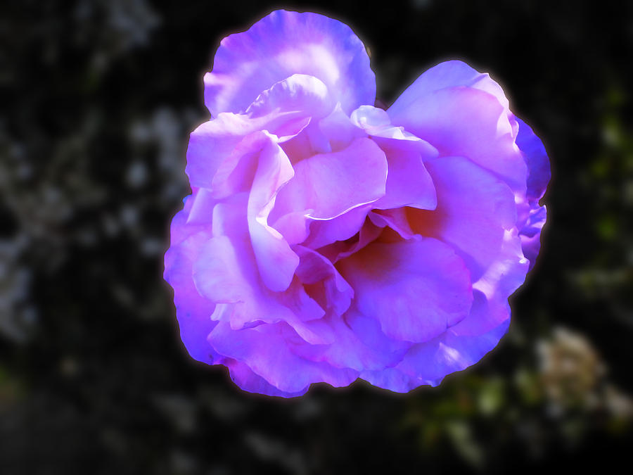 Blue Rose Photograph by Mark Blauhoefer