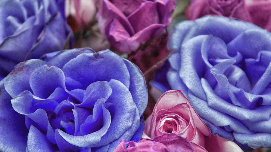 Blue Rose Photograph