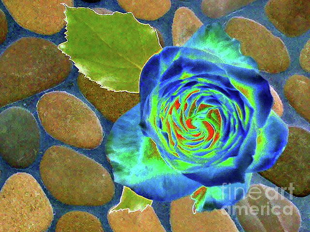 Blue Rose Photograph by Maureen J Haldeman