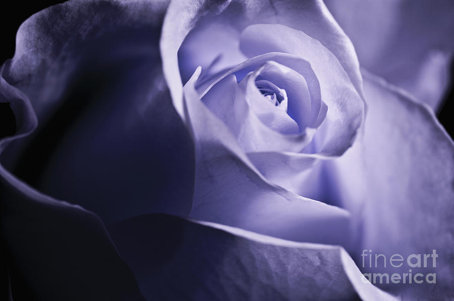 Blue rose Photograph by Micah May