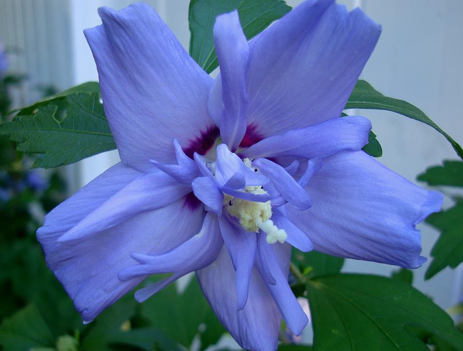 Blue Rose of Sharon Photograph by Michiale Schneider