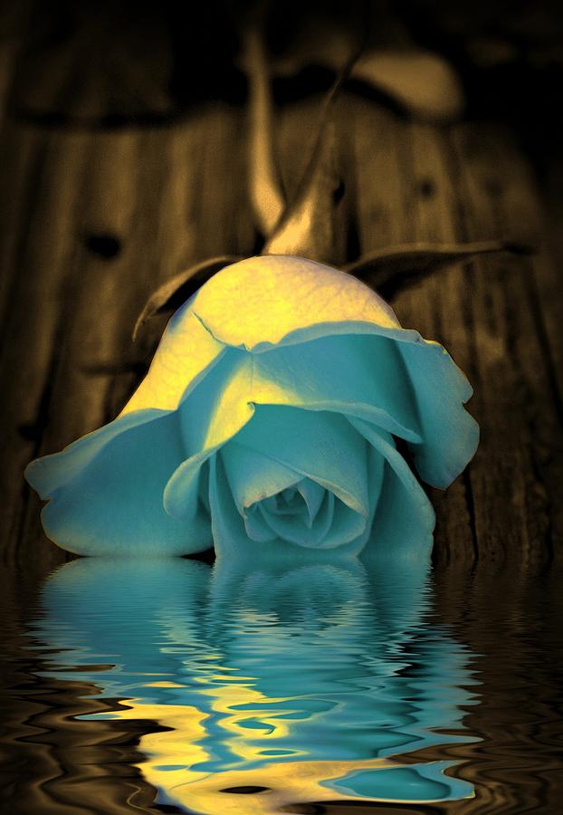 Blue rose reflection Digital Art by Lilia S