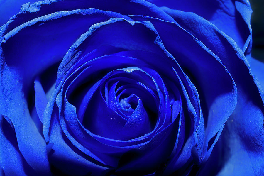Blue Rose Photograph by Sandi Kroll - Fine Art America