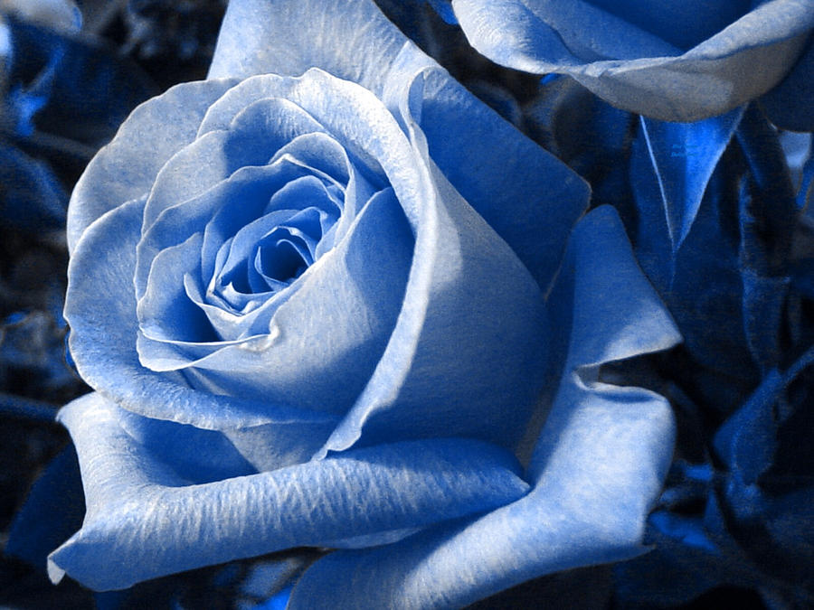 Blue Rose Photograph by Shelley Jones
