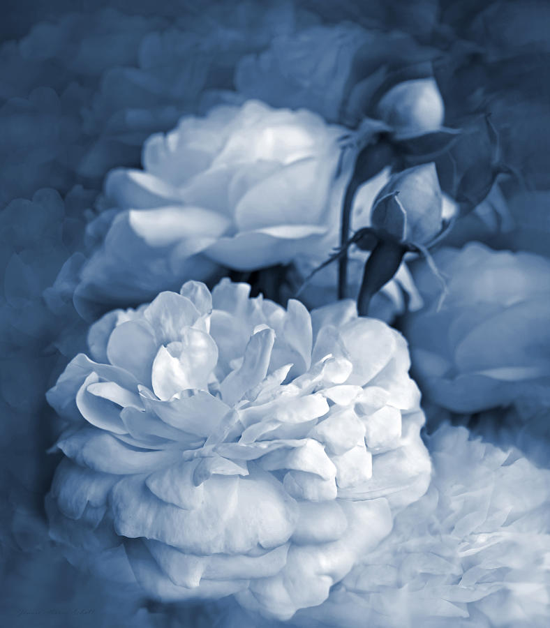 Blue Roses Flower Bouquet Photograph by Jennie Marie Schell