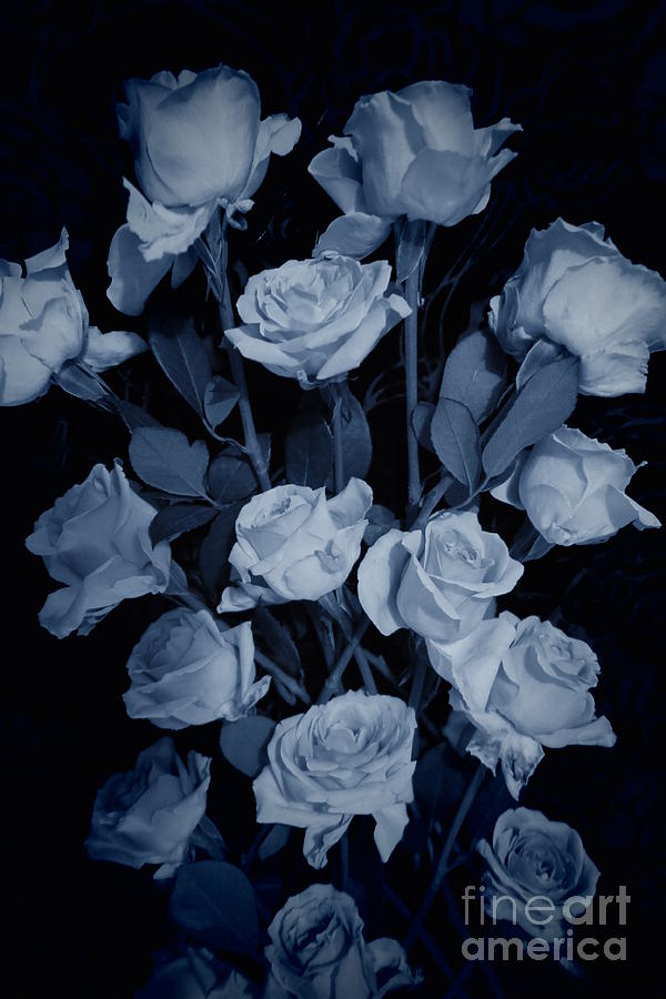 Blue Roses Photograph by Tara Shalton