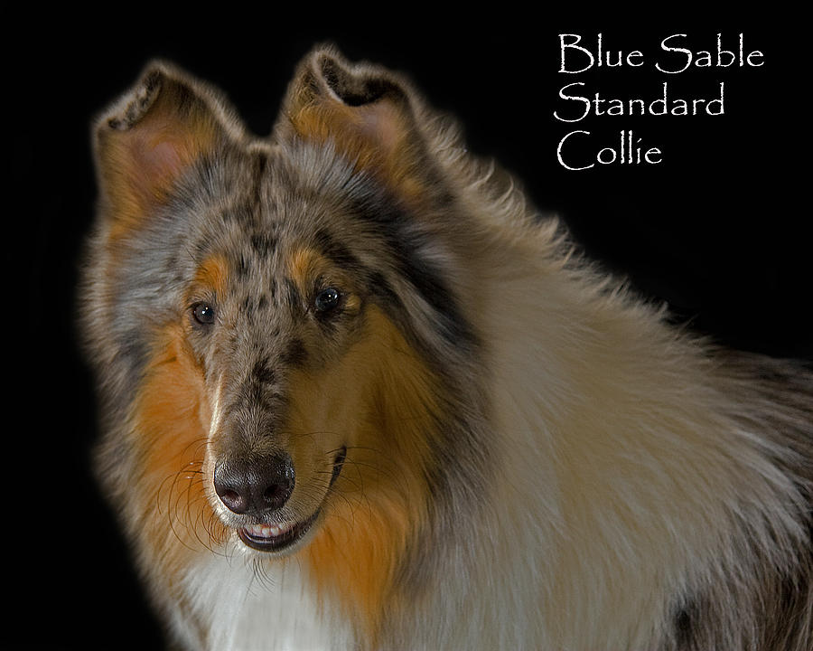 Blue Sable Standard Collie Photograph by Larry Linton - Fine Art America