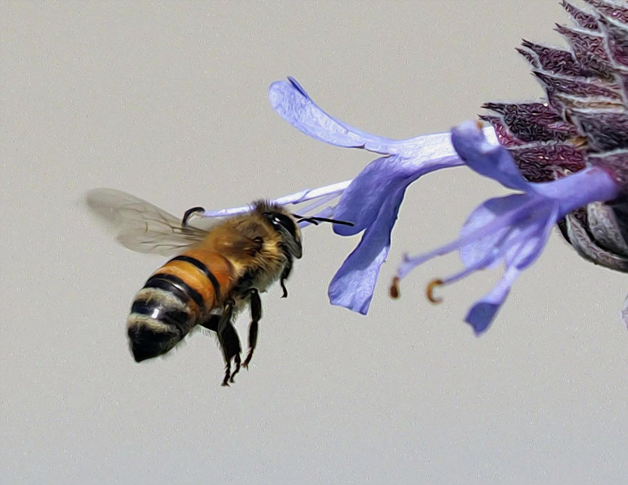 Blue Sage Bee Photograph by Joe Schofield