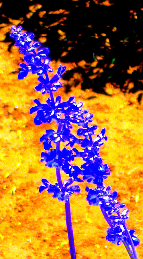Blue Sage Photograph
