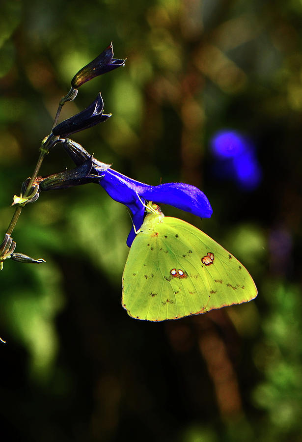 Blue Salvia and Cloudless Sulphur Butterfly 005 Photograph by George Bostian