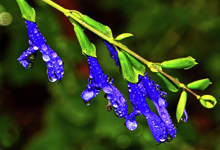 Blue Salvia With Dewdrops 005 Photograph by George Bostian