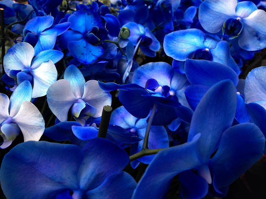 Flower Photograph - Blue sapphire orchids by Damijana Cermelj