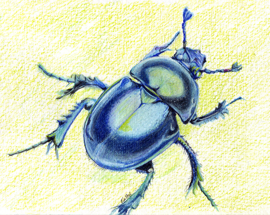 Blue Scarab Beetle Drawing by Ela Steel Fine Art America