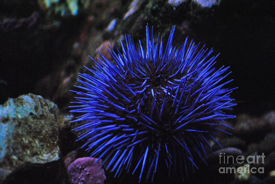 Blue Sea Urchin Photograph By Frank Larkin Pixels