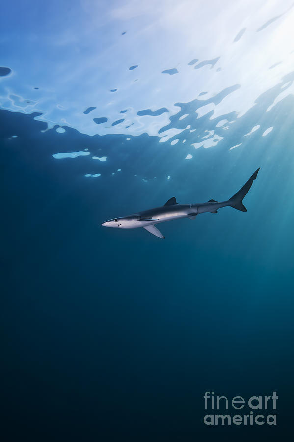 Nature Photograph - Blue Shark by Mike Raabe