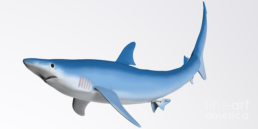 Blue Shark Profile Painting by Corey Ford | Pixels