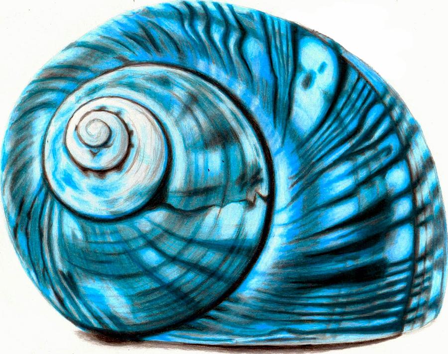 Shell Photograph - Blue Shell by Sarah Krafft