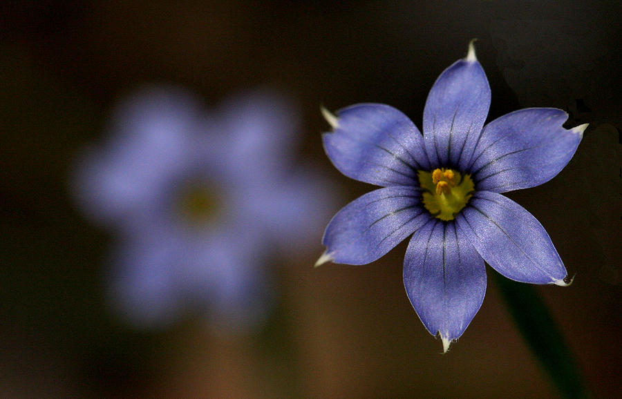 Blue SixPetal Photograph by Don Ziegler