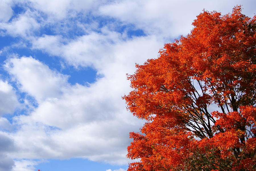 Blue Skies and Autumn Color Photograph by Margie Avellino