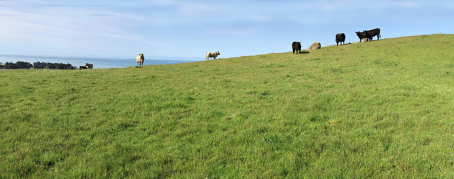 Blue Skies and Cows on the Horizon  Photograph by Floyd Snyder