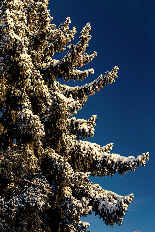 Blue Skies and Fresh Fallen Powder Photograph by James BO Insogna