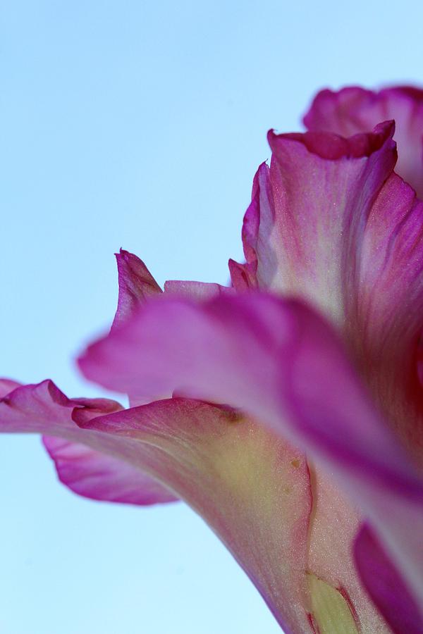 Blue Skies and Gladiolas Petals Photograph by M E