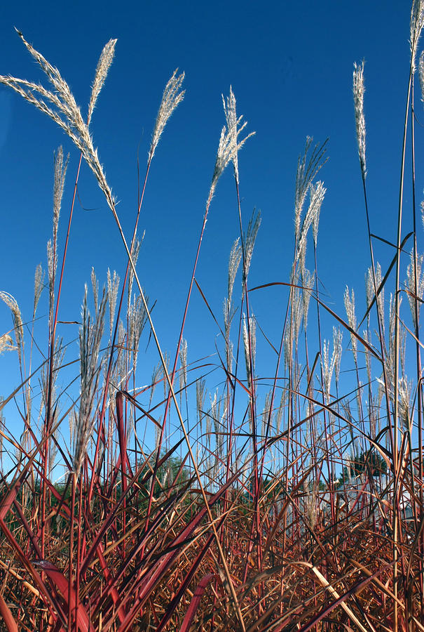Summer Photograph - Blue Skies and Grasses by Barbara  White