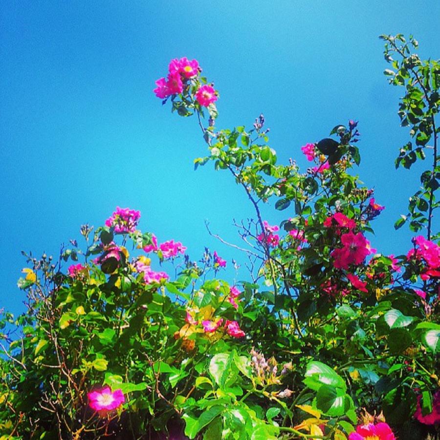 Summer Photograph - Blue Skies And Shocking Pink Colours by Jennie Davies