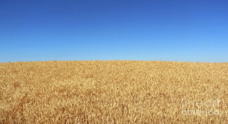 Blue Skies and Wheat  3602 Photograph by Jack Schultz