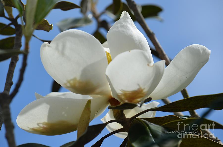 Blue Skies Magnolia Photograph by Maria Urso