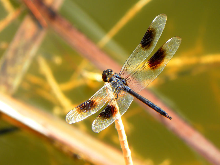 Blue Skimmer Dragonfly Photograph by Rosalie Scanlon