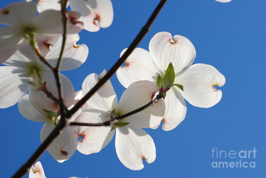 Blue Sky and Dogwood Photograph by Lisa Herigon | Fine Art America