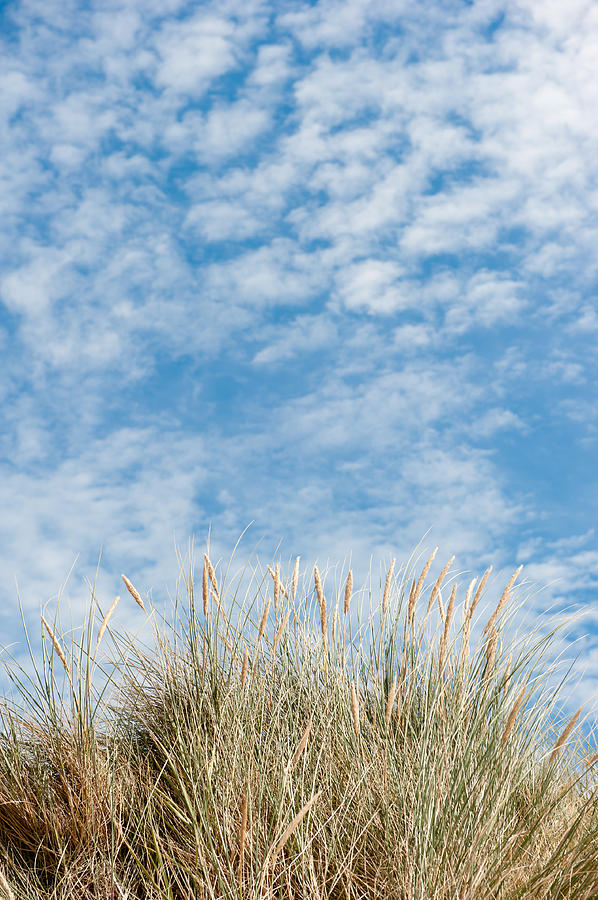 Blue Sky and Marram Grass ii Photograph by Helen Jackson