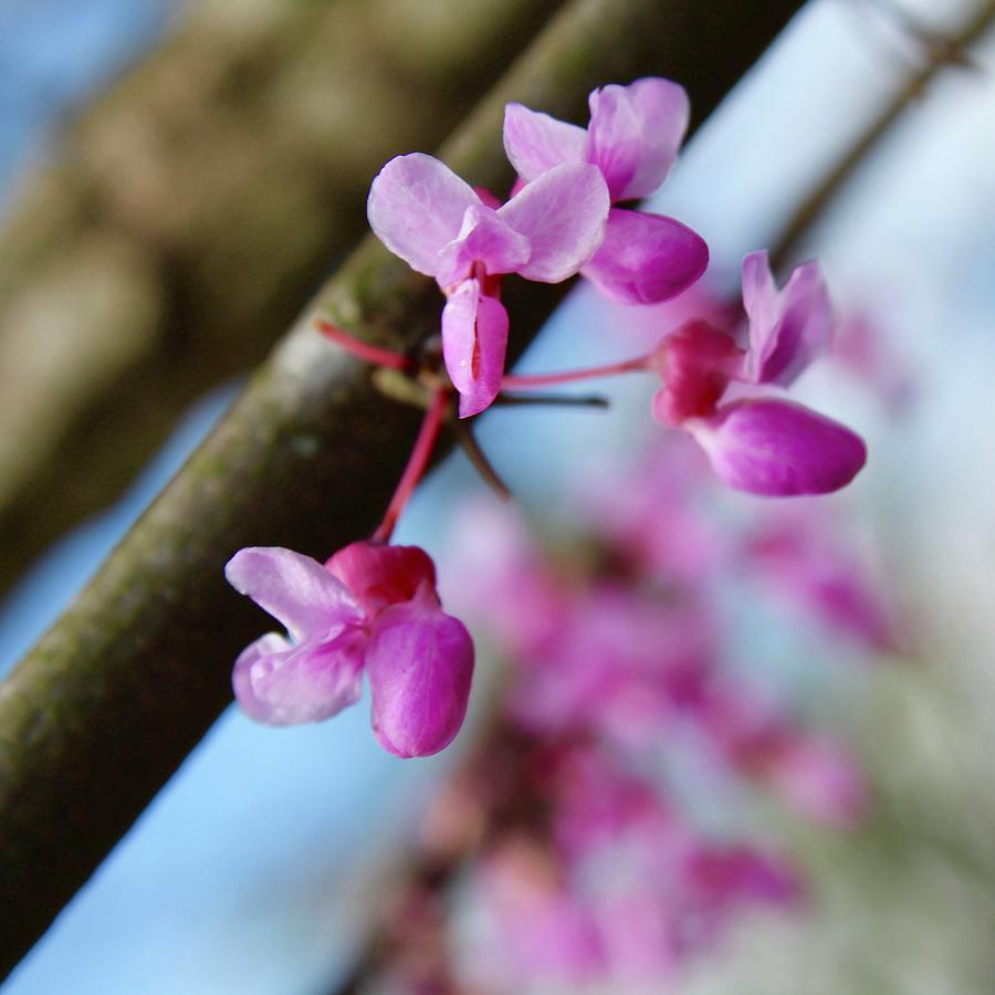 Blue Sky and Redbud Blooms Photograph by M E