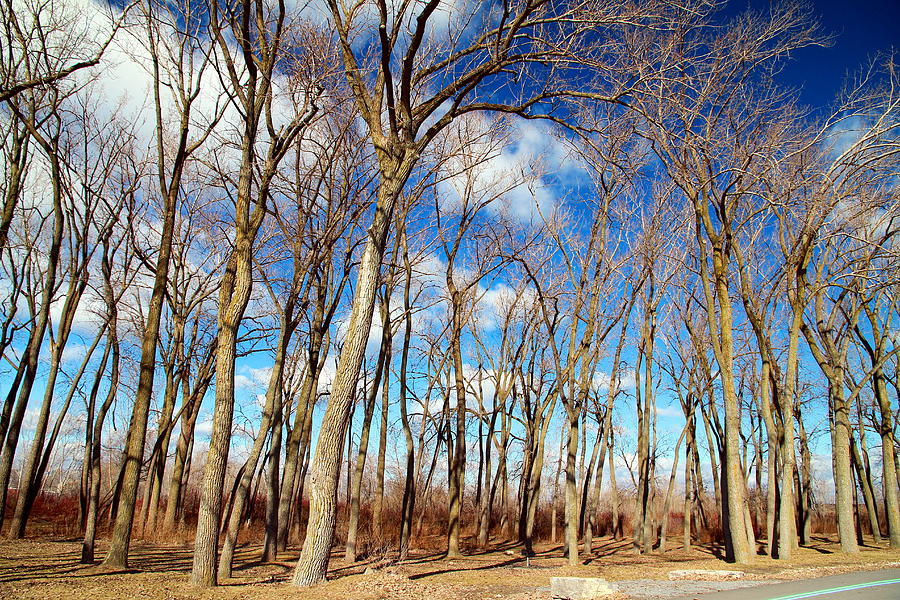 Blue Sky and Trees Photograph by Valentino Visentini