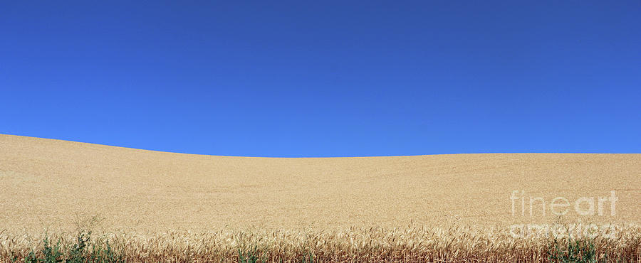 Blue Sky and Wheat  3605 Photograph by Jack Schultz