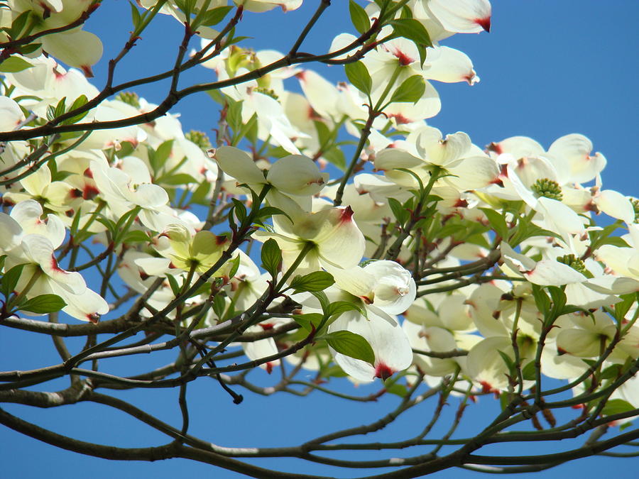 Tree Photograph - BLUE SKY Art Prints White Dogwood Tree Flowers Baslee Troutman by Patti Baslee