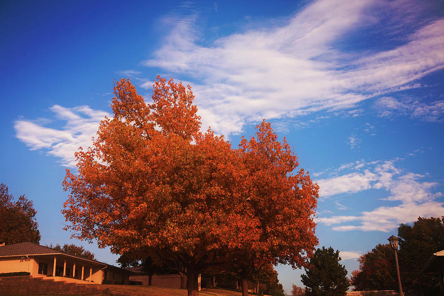 Blue Sky Autumn Photograph by Toni Hopper