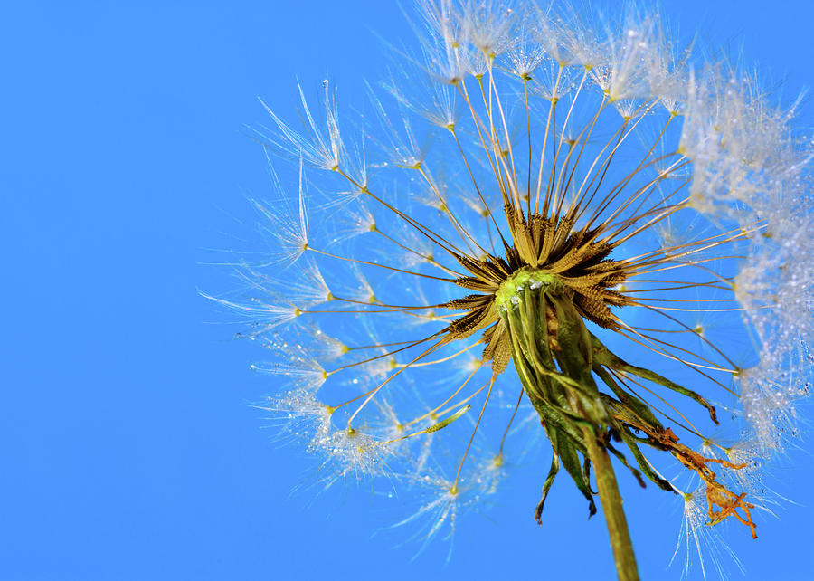 Blue Sky Awaits Dandelion Seed Head Photograph