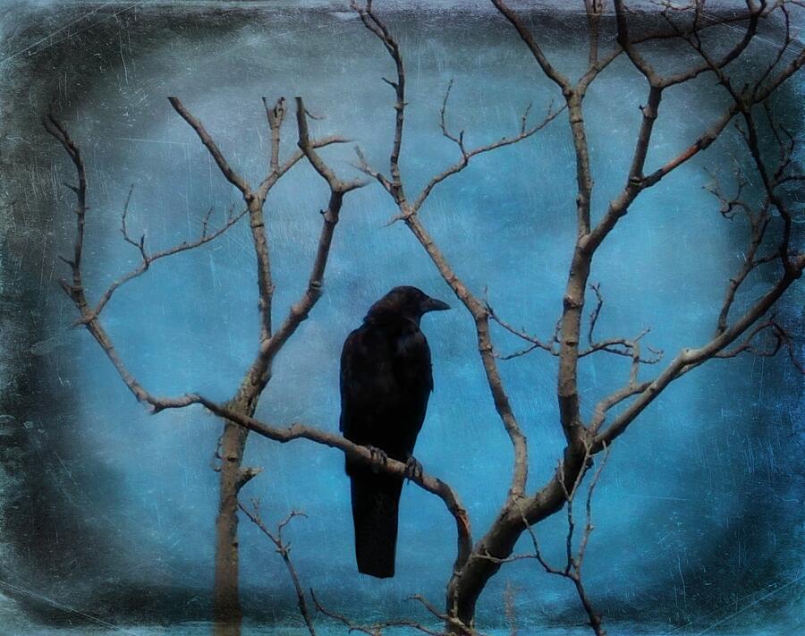 Blue Sky Blackbird Photograph by Gothicrow Images - Fine Art America