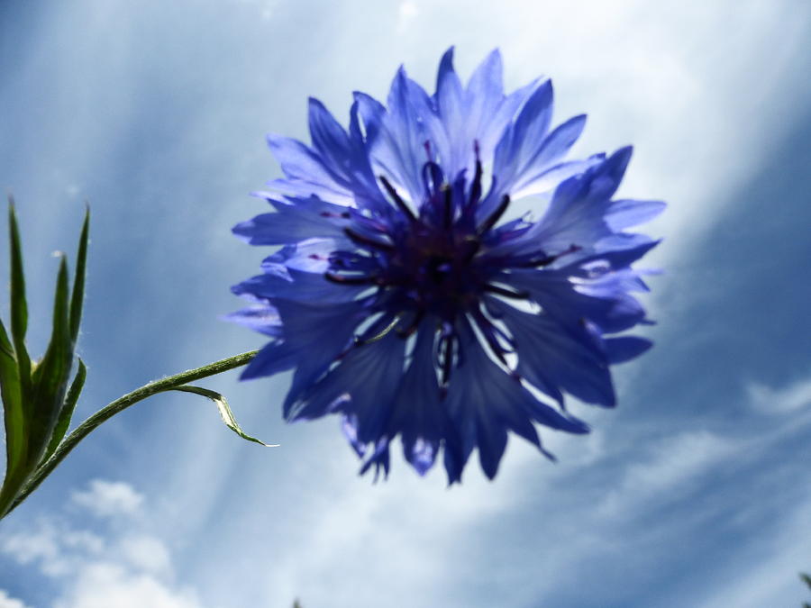 Magnolia Movie Photograph - Blue Sky Blue Flower by Tina M Wenger