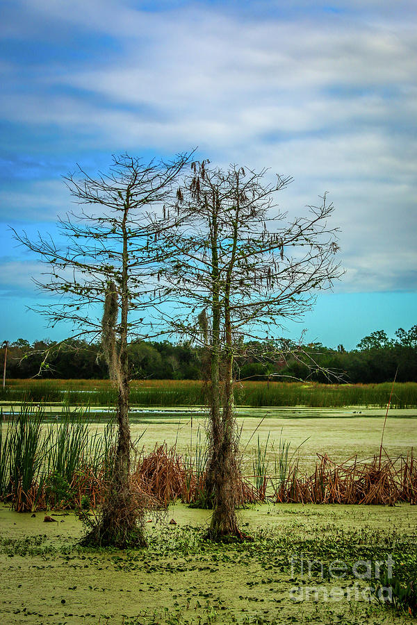 Blue Sky Cypress Photograph by Tom Claud