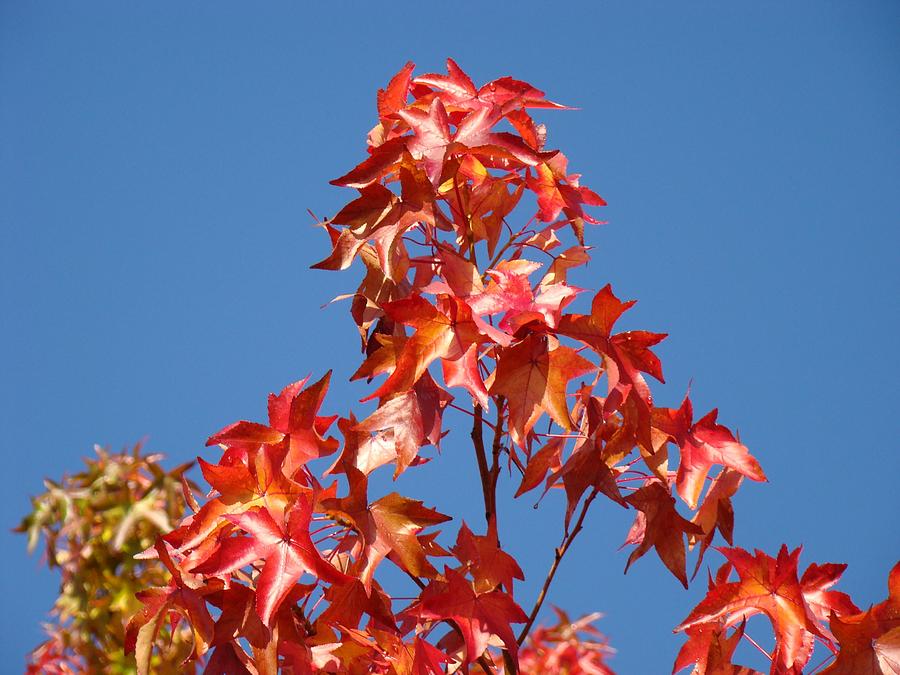 Fall Photograph - Blue Sky Fall Tree Leaves Landscape art prints Baslee Troutman by Patti Baslee