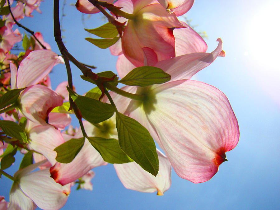 Blue Sky Floral art Pink Dogwood Tree Flowers Photograph by Patti Baslee