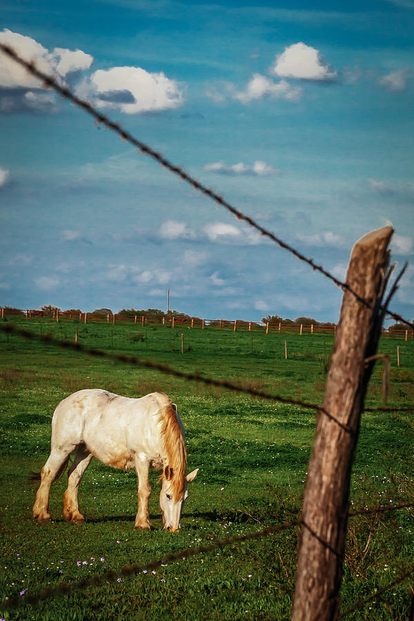 Blue Sky Grazing Photograph by Melinda Ledsome